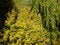 Free Autumn Trees And Blue Sky Royalty Free Stock Image - 20733676