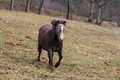 Free Running Horse Royalty Free Stock Photos - 2082068
