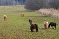 Free Feeding Horses Royalty Free Stock Photo - 2082215