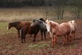Free Dirty Horses Stock Image - 2082221