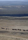 Free Wild Horses In Wide Open Places Royalty Free Stock Image - 2084316