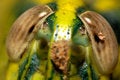 Free Head Of Grass Hopper Stock Images - 2084474