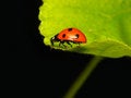 Free Ladybug Stock Images - 2089414