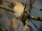 Free House Sparrow On The Look-out Stock Photography - 2081112