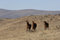 Free Wild Horses In Wide Open Places Stock Photography - 2084442