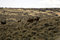 Free Wild Horses Standing In Sagebrush Stock Photos - 2084773