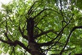 Free Spooky Tree Stock Image - 20814161