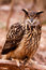 Free Eurasian Eagle Owl - Intense Gaze Stock Images - 20852494