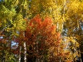 Free Autumn Trees And Blue Sky Royalty Free Stock Images - 20881269