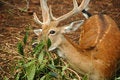 Free Close-up Shot Of The Deer Royalty Free Stock Photography - 2091127