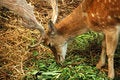 Free Close-up Shot Of The Deer Royalty Free Stock Photography - 2091147