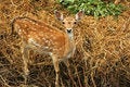 Free Close-up Shot Of The Deer Royalty Free Stock Photography - 2091167