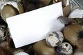Free Blanc Note Royalty Free Stock Photos - 2091448