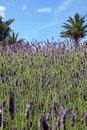 Free Lavender Royalty Free Stock Image - 2093546