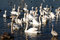 Free Swan Colony Stock Photo - 2093300