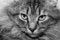 Free Tabby Cat Stock Images - 2094984