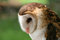 Free White-faced Owl Stock Image - 2095611