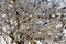 Free Vegetation Following Ice Storm Royalty Free Stock Photography - 2097647