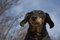 Free My Animal Friend Royalty Free Stock Photography - 2099287