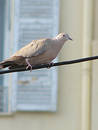 Free Dove Royalty Free Stock Photography - 210067