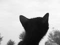 Free Wonder Cat Stock Photos - 210123