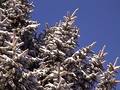 Free Pinetree Branches - Snow Stock Images - 214044