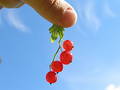 Free Holding Red Currants Royalty Free Stock Photo - 217195