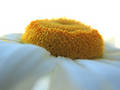 Free Camomile 1 Stock Images - 218174