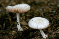 Free Mushrooms In Mulch Stock Photo - 219600