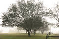 Free Misty Morn Royalty Free Stock Images - 219789