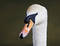 Free Swan Portrait Royalty Free Stock Photography - 210657