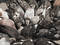 Free Pigeon Frenzy Royalty Free Stock Image - 211836