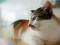 Free Side View Of Cat Royalty Free Stock Photo - 218995
