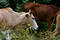 Free Cows In The Wild Royalty Free Stock Images - 219549