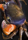 Free Crab Royalty Free Stock Photo - 2104515