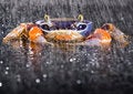 Free Crab In The Rain Royalty Free Stock Photo - 2104555