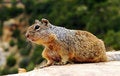 Free Squirrel Stock Photography - 2108092