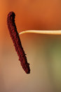 Free Macro Stamen Stock Photo - 2109350
