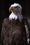 Free American Bald Eagle Stock Photo - 2100360
