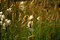 Free Close Up Of Grass In The Breeze Stock Photography - 2101252