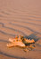 Free SAND DUNES Royalty Free Stock Photo - 2108565