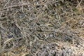 Free Old Grass Background Royalty Free Stock Image - 21050736
