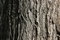 Free Tree Bark Stock Images - 21050954