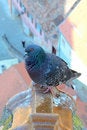 Free Pigeon Stock Photo - 21069690