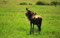 Free Wildebeest Royalty Free Stock Images - 2110039