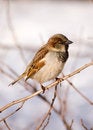 Free Passer Domesticus Royalty Free Stock Photography - 2114777