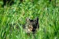 Free Striped Cat Stock Images - 2119454
