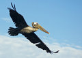 Free Brown Pelican In Flight Royalty Free Stock Photos - 21184668