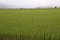Free Rice Plant Royalty Free Stock Photo - 21193735