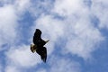 Free Soaring Eagle Stock Images - 2120084